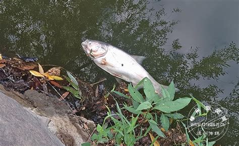 魚死掉埋葬|死了鱼怎么处理遗体，鱼死了怎么办